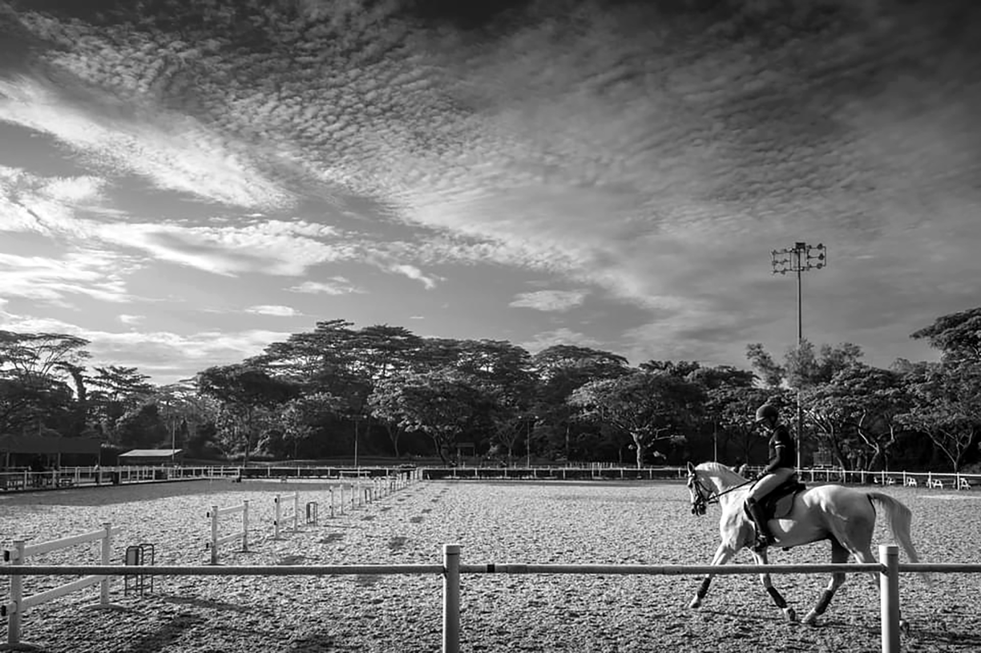 top dressage coach level 5
